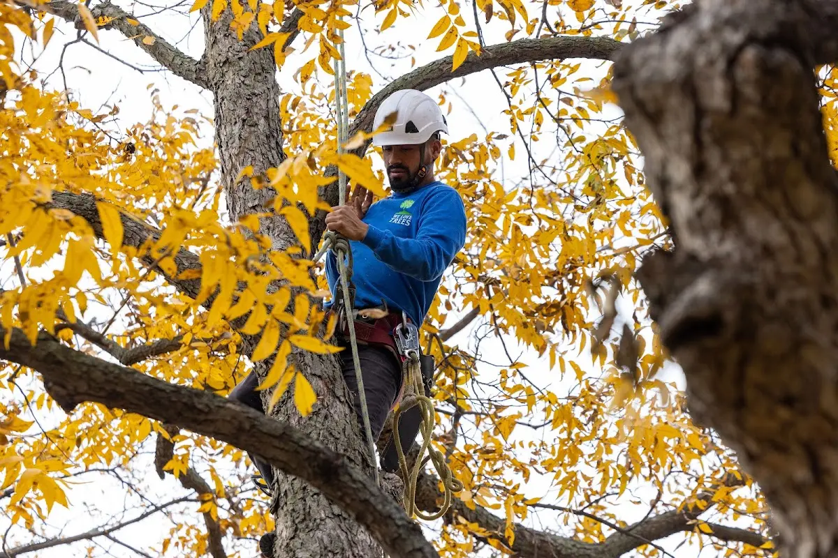 Skilled Tree Pruning crew working in Friendship