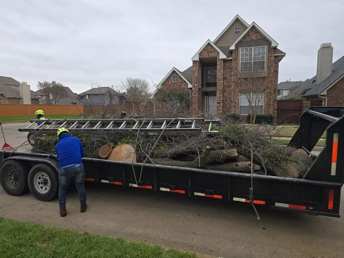 Expert Tree Removal with proper safety equipment in Friendship